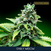Early Widow (Advanced Seeds) femminizzata