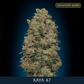 Kaya 47 (Advanced Seeds) femminizzata
