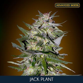 Jack Plant (Advanced Seeds) femminizzata