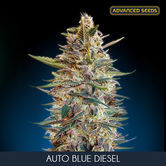 Auto Blue Diesel (Advanced Seeds) femminizzata