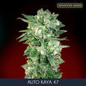 Auto Kaya 47 (Advanced Seeds) femminizzata