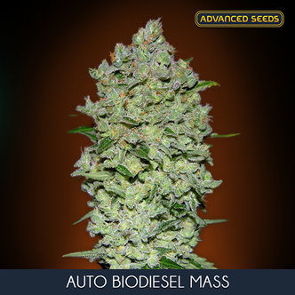 Auto Bio Diesel Mass (Advanced Seeds) femminizzati