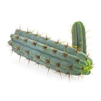 Cuzco (Echinopsis cuzcoensis)	
