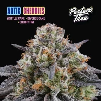 Arctic Cherries (Perfect Tree) femminizzata