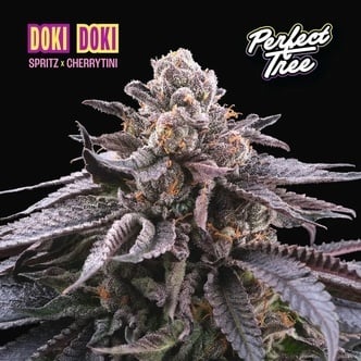 Doki Doki (Perfect Tree) femminizzata