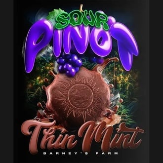 Thin Mint x Sour Pinot Auto (Barney's Farm) femminizzata