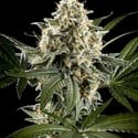 Sunset Sherbet Go Fast (Kannabia) femminizzata