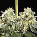 Sunset Sherbet Go Fast (Kannabia) femminizzata
