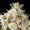 Sunset Sherbet Go Fast (Kannabia) femminizzata
