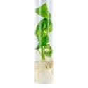 Talee di Salvia Divinorum