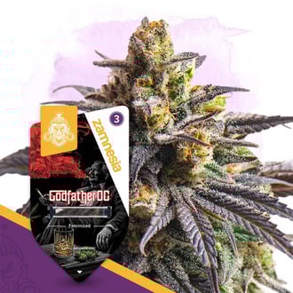 Godfather OG (Zamnesia Seeds) femminizzata