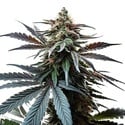 Cap Junky (Blimburn Seeds) femminizzata