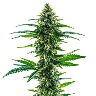 Khalifa Kush (Blimburn Seeds) femminizzata