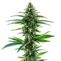 Khalifa Kush (Blimburn Seeds) femminizzata