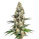 Stardawg (Blimburn Seeds) femminizzata