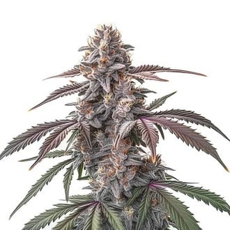 Pinkman Goo (Blimburn Seeds) femminizzata