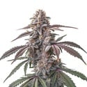 Pinkman Goo (Blimburn Seeds) femminizzata