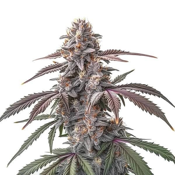Pinkman Goo (Blimburn Seeds) femminizzata