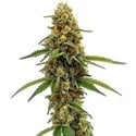 CBD ACDC (Blimburn Seeds) femminizzata
