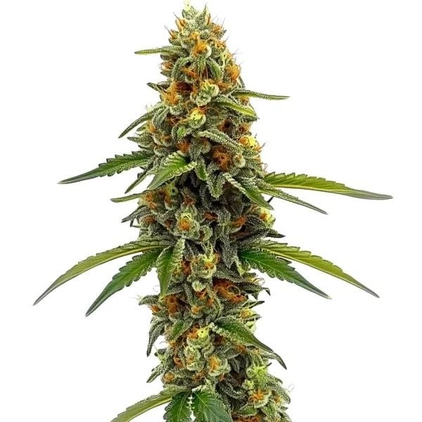 CBD ACDC (Blimburn Seeds) femminizzata