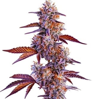 Trop Cherry (Blimburn Seeds) femminizzata