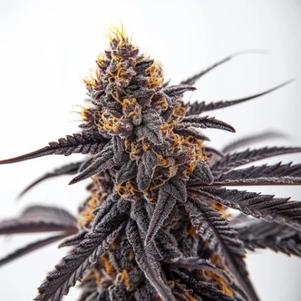 Donny Burger (Blimburn Seeds) femminizzata