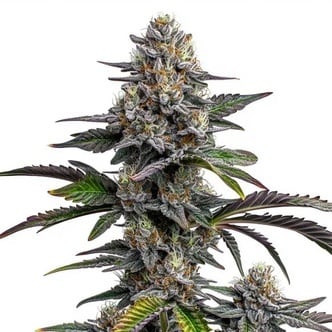 Glitter Bomb (Blimburn Seeds) femminizzata