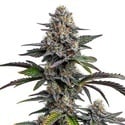 Glitter Bomb (Blimburn Seeds) femminizzata