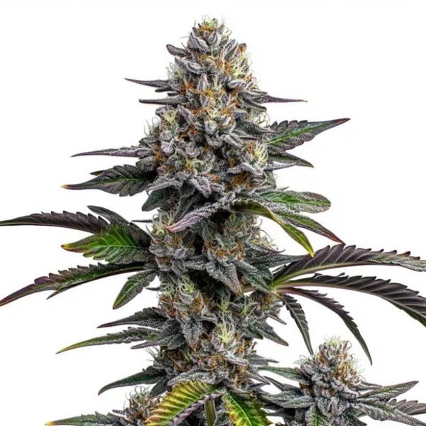 Glitter Bomb (Blimburn Seeds) femminizzata