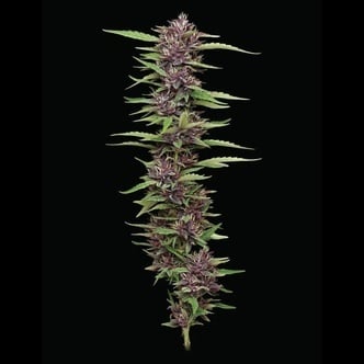 PPD (Humboldt Seed Company) femminizzata