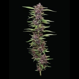 PPD (Humboldt Seed Company) femminizzata PPD (Humboldt Seed Company) femminizzata