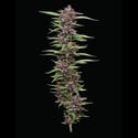PPD (Humboldt Seed Company) femminizzata