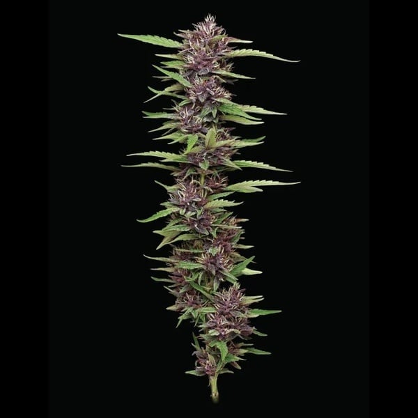 PPD (Humboldt Seed Company) femminizzata