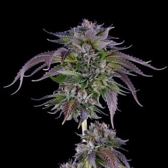 L.A. Confidential (DNA Genetics) femminizzata