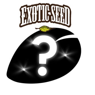 1 semi autofiorenti misteriosi (Exotic Seed)
