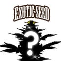 1 semi autofiorenti misteriosi (Exotic Seed)