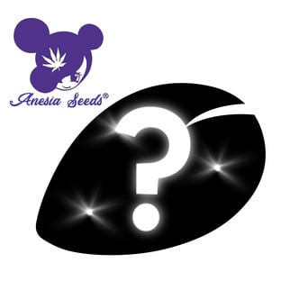 1 semi femminizzati misteriosi (Anesia Seeds)
