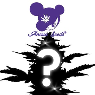 1 semi femminizzati misteriosi (Anesia Seeds)