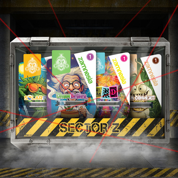 Bundle Sugar Valley Bundle (Zamnesia Seeds) femminizzata