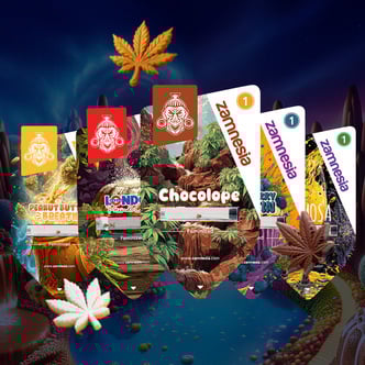 Bundle Sugar Valley Bundle (Zamnesia Seeds) femminizzata