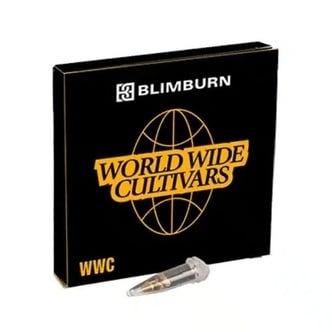 Permanent Marker x Banana Cream (Blimburn Seeds) femminizzata