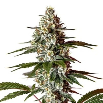 Permanent Marker x Banana Cream (Blimburn Seeds) femminizzata