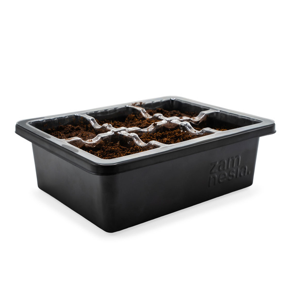 Kit di propagazione dei semi (Zamnesia)