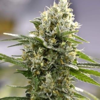 Lemon Haze Auto (Expert Seeds) femminizzata