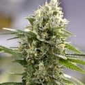 Lemon Haze Auto (Expert Seeds) femminizzata