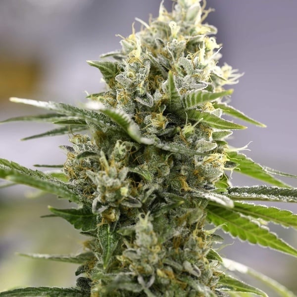 Lemon Haze Auto (Expert Seeds) femminizzata