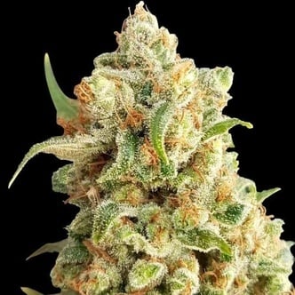 New York Diesel Auto (Expert Seeds) femminizzata