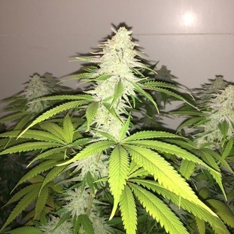 Simple Wedding Cake S1 (Pheno Finder) femminizzata
