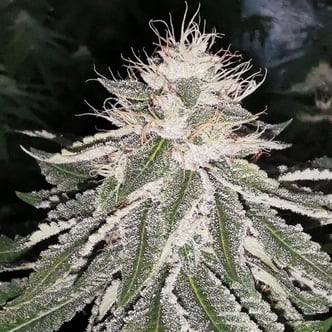MAC 11 (Pheno Finder) femminizzata