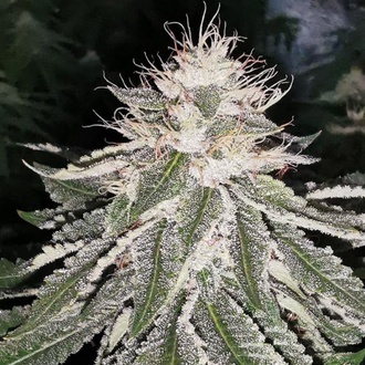 MAC 11 (Pheno Finder) femminizzata